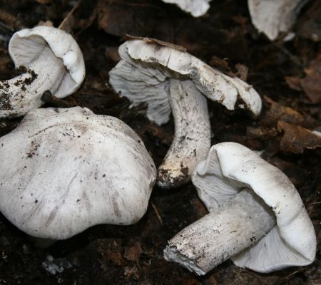 Tricholoma sciodes